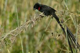 Image of Red-collared Whydah