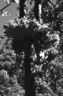 Image of staghorn fern