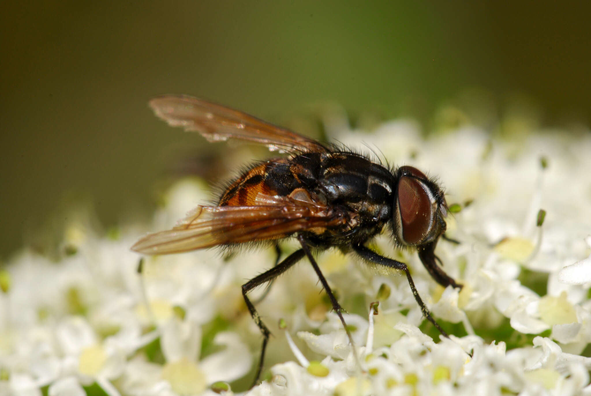 Image of House fly