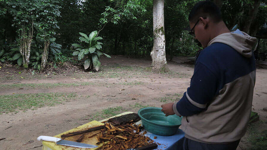 Image de Ceiba insignis (Kunth) P. E. Gibbs & J. Semir