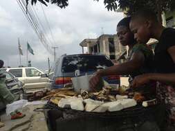 Image of Guinea yam