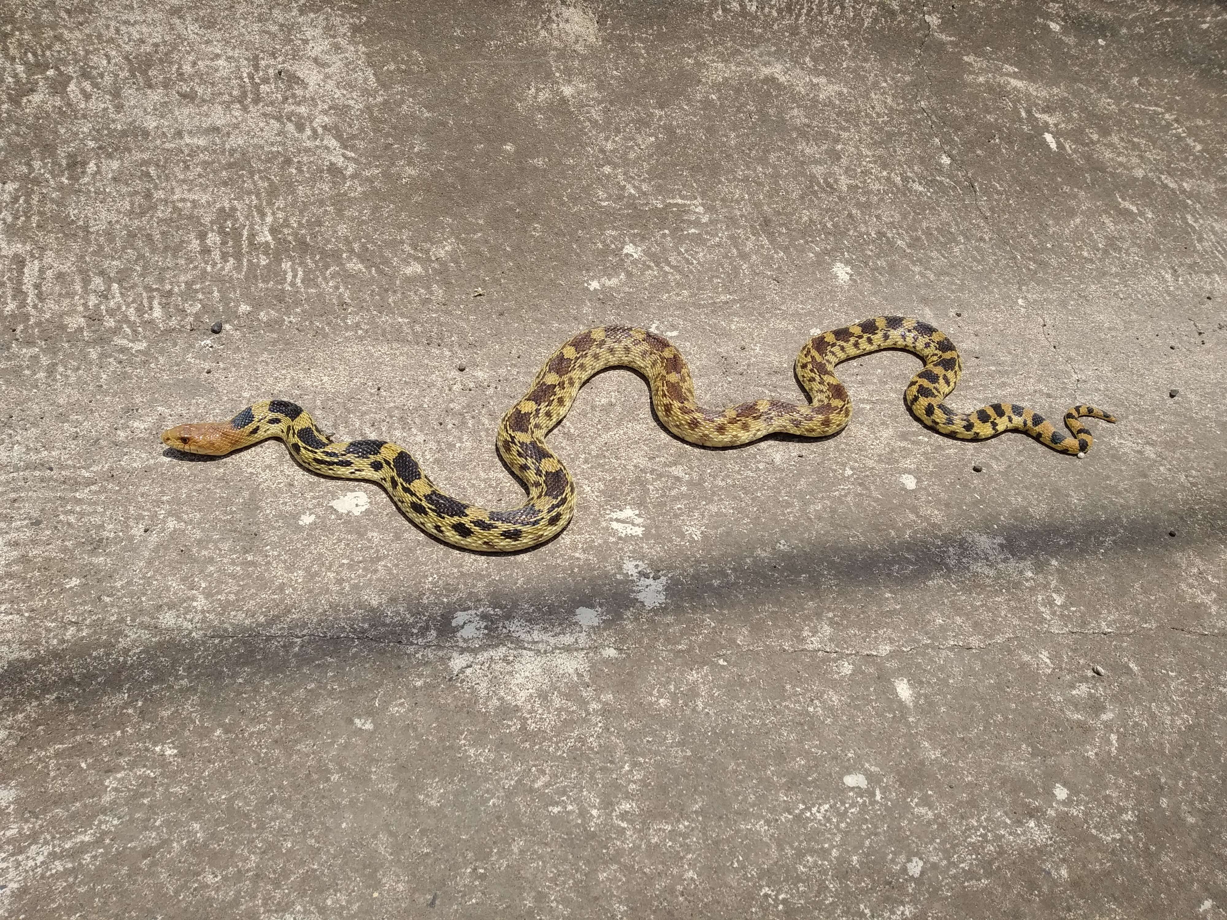 Image of Mexican Bullsnake