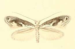 Image of Bucculatrix alaternella Constant 1889