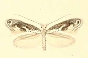 Image of Bucculatrix alaternella Constant 1889