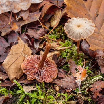 Image of Laccaria laccata (Scop.) Cooke 1884