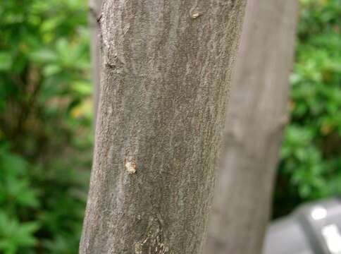 Image of Carpinus laxiflora (Siebold & Zucc.) Blume