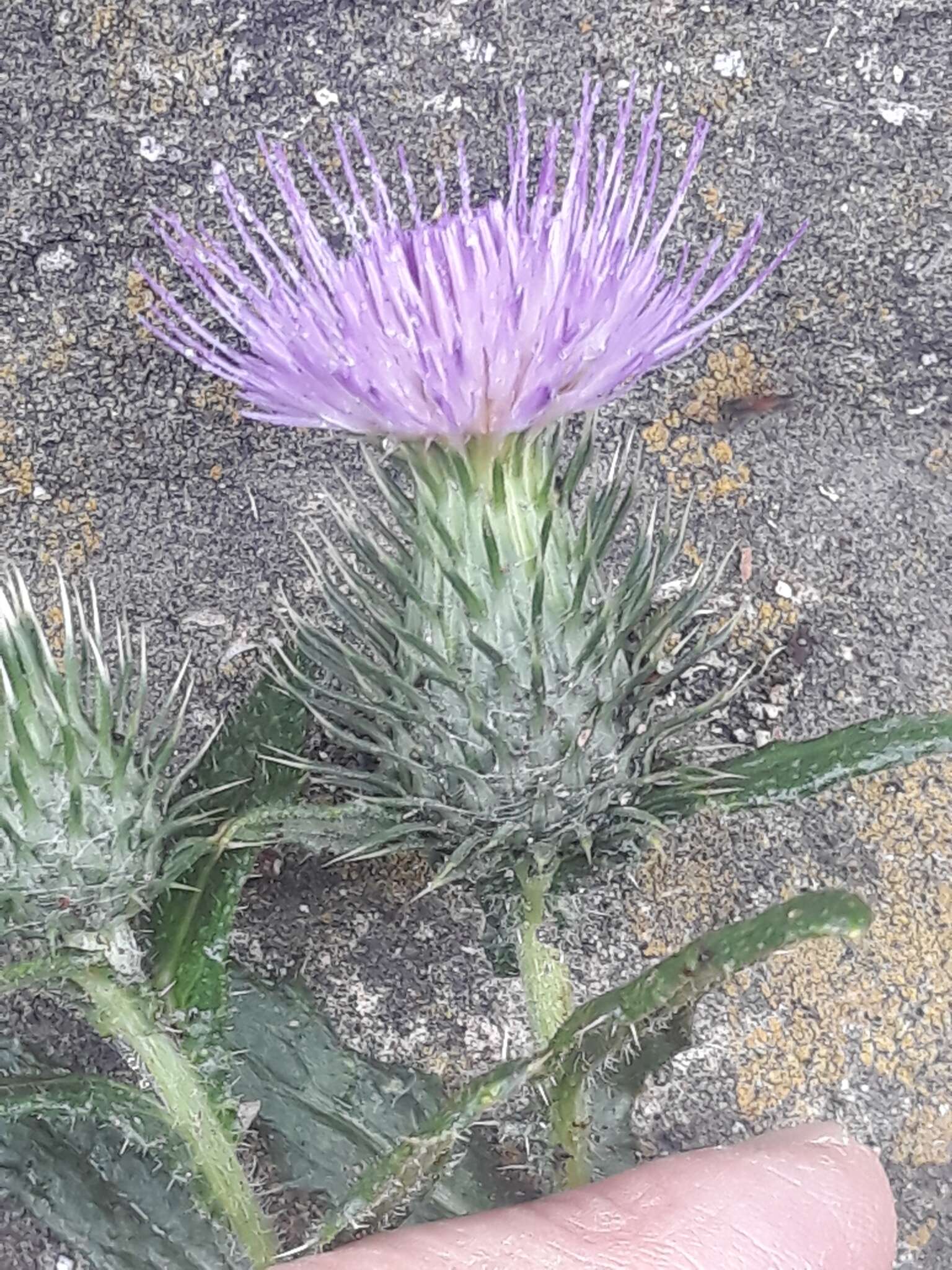 Image of Spear Thistle