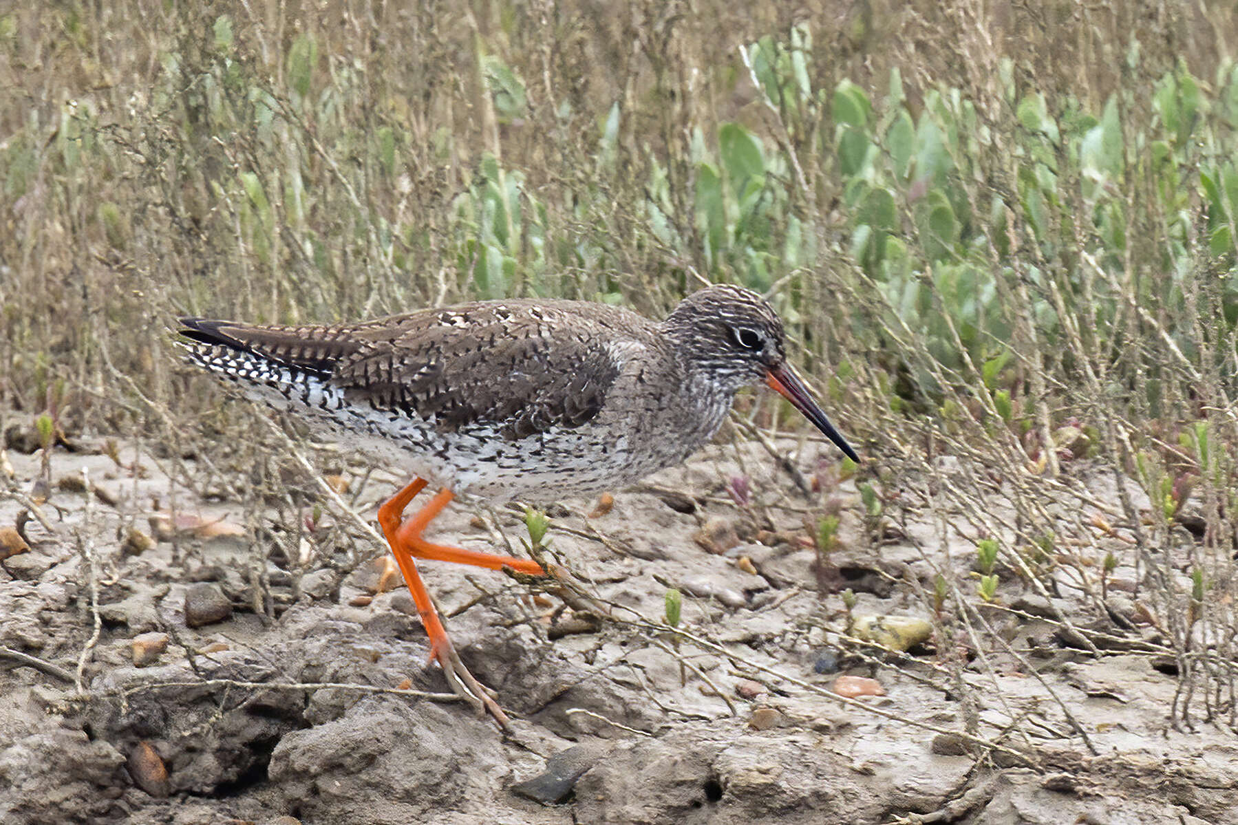 Image of Common Redshank