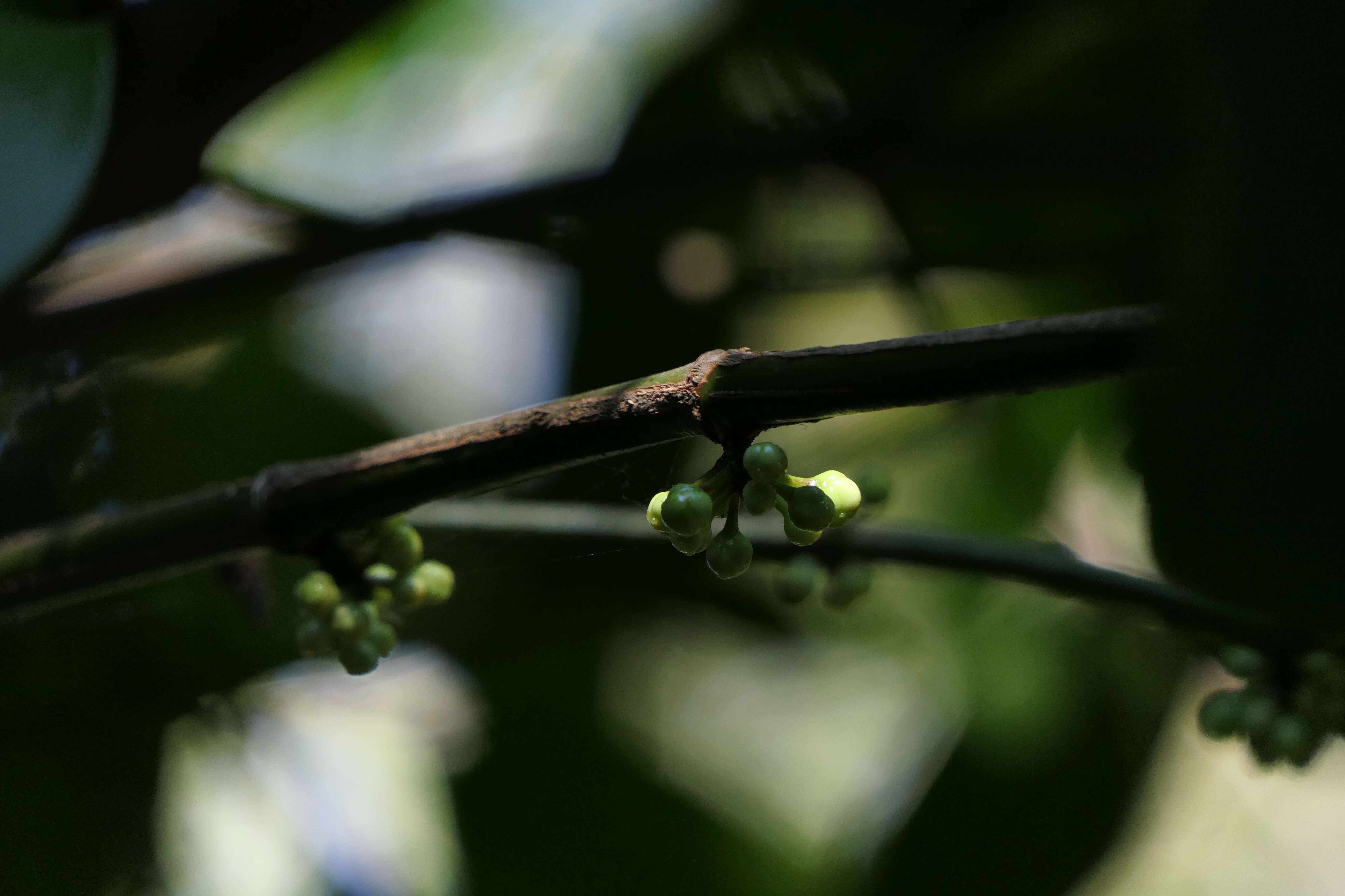 Image of Garcinia talbotii Raiz.