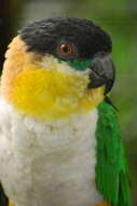 Image of Black-headed Parrot