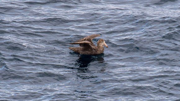 Image of Antarctic Giant-Petrel