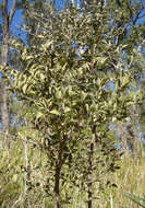 Image of Capparis canescens Banks ex DC.