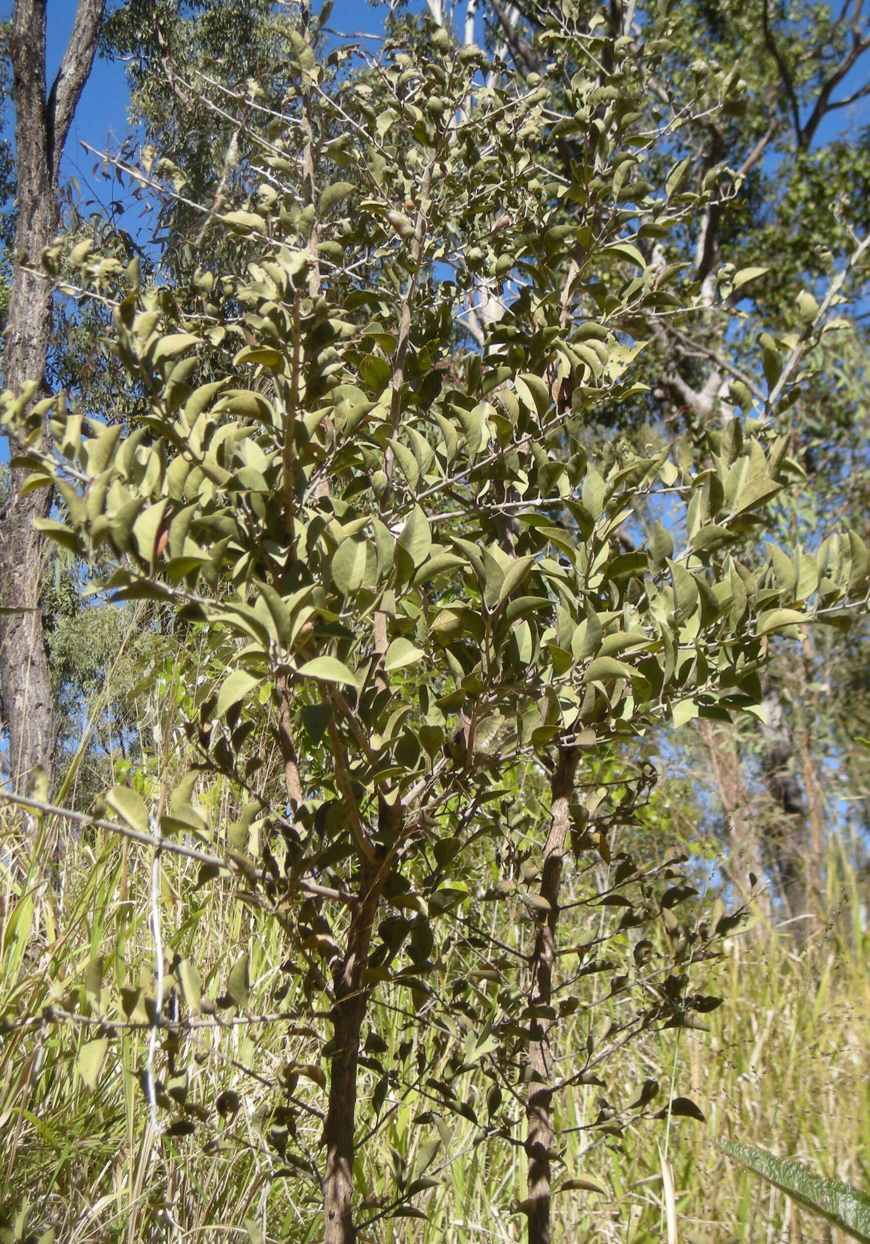 Image of Capparis canescens Banks ex DC.