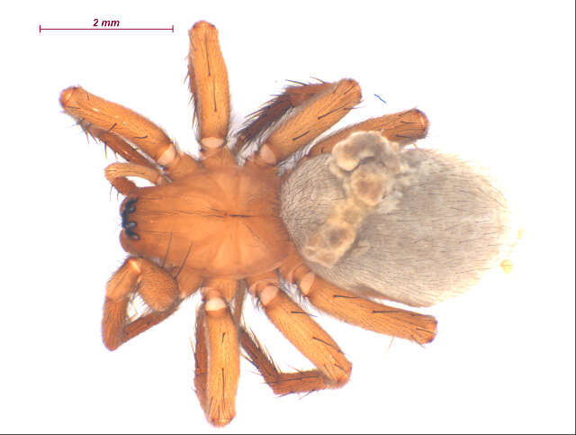 Cicurina simplex Simon 1886 resmi