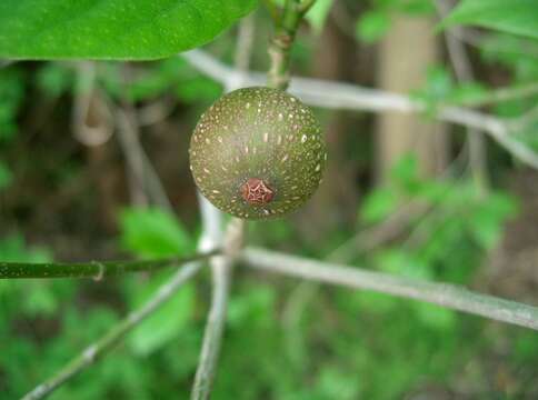 Image of Ficus erecta Thunb.