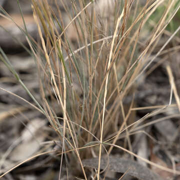 Image of Austrostipa puberula (Steud.) S. W. L. Jacobs & J. Everett