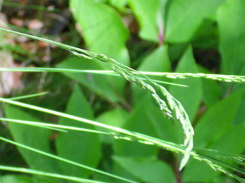 Plancia ëd Festuca elegans Boiss.