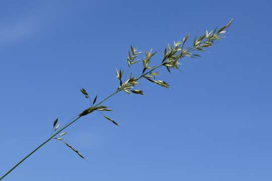 Image of Button Grass