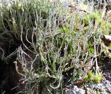 Image of cup lichen