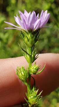 Image of Symphyotrichum kentuckiense