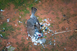 Image of Eurasian Sparrowhawk