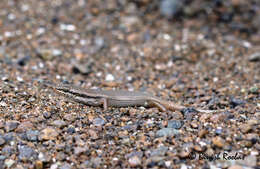 Image of Trachylepis Fitzinger 1843