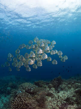 Image of Golden batfish