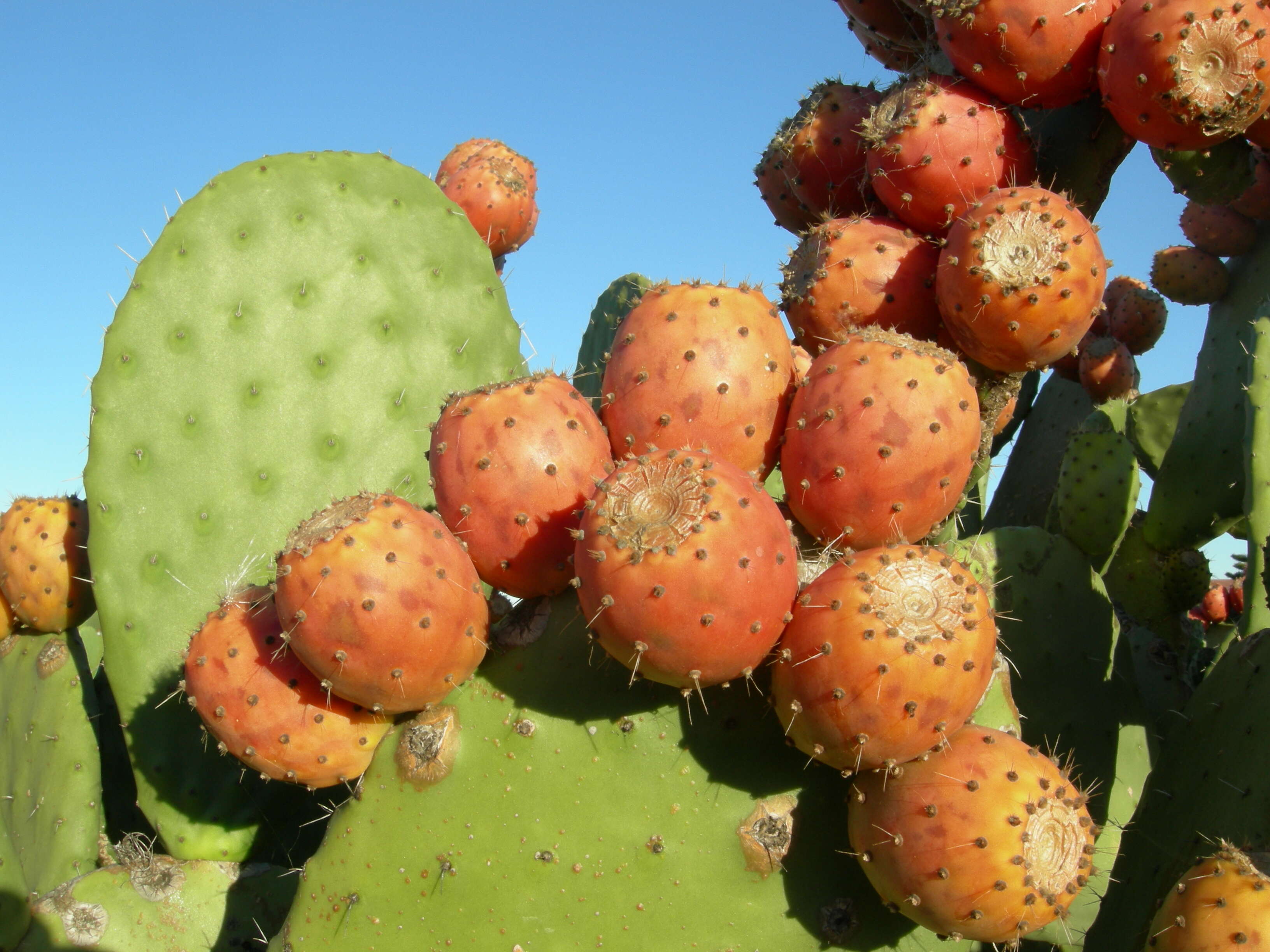 Image of Common Pricklypear