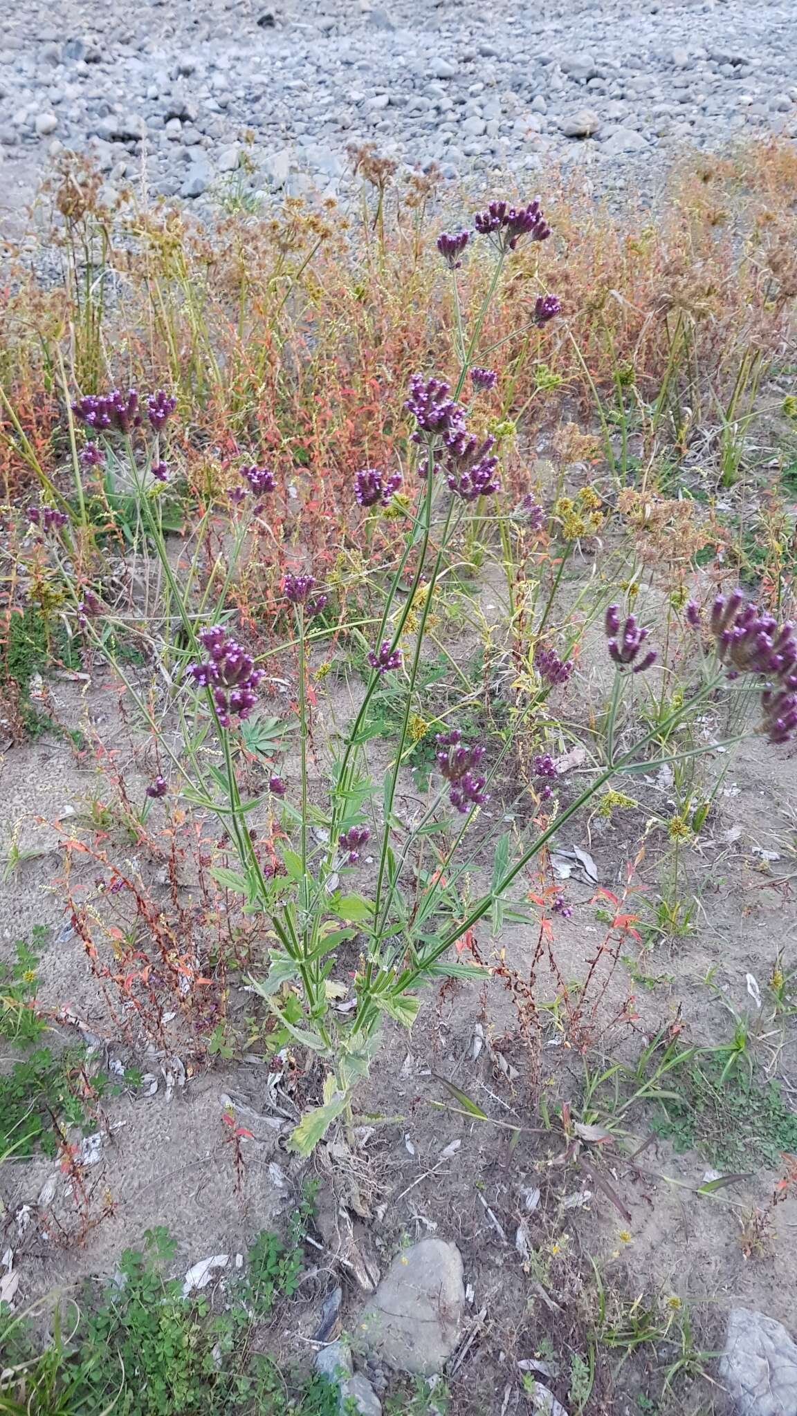 Image of Brazilian Vervain