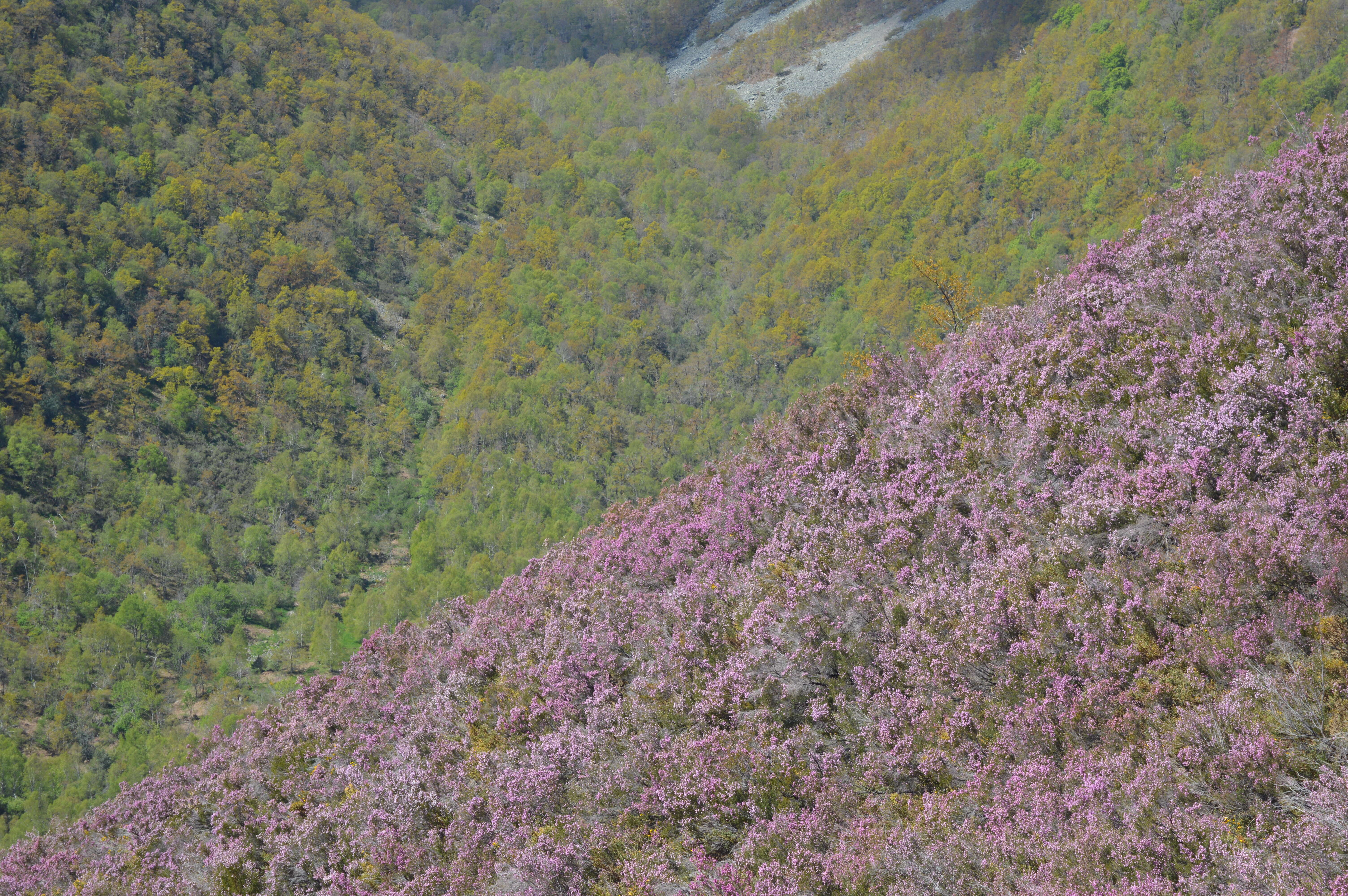 Image of Erica australis L.