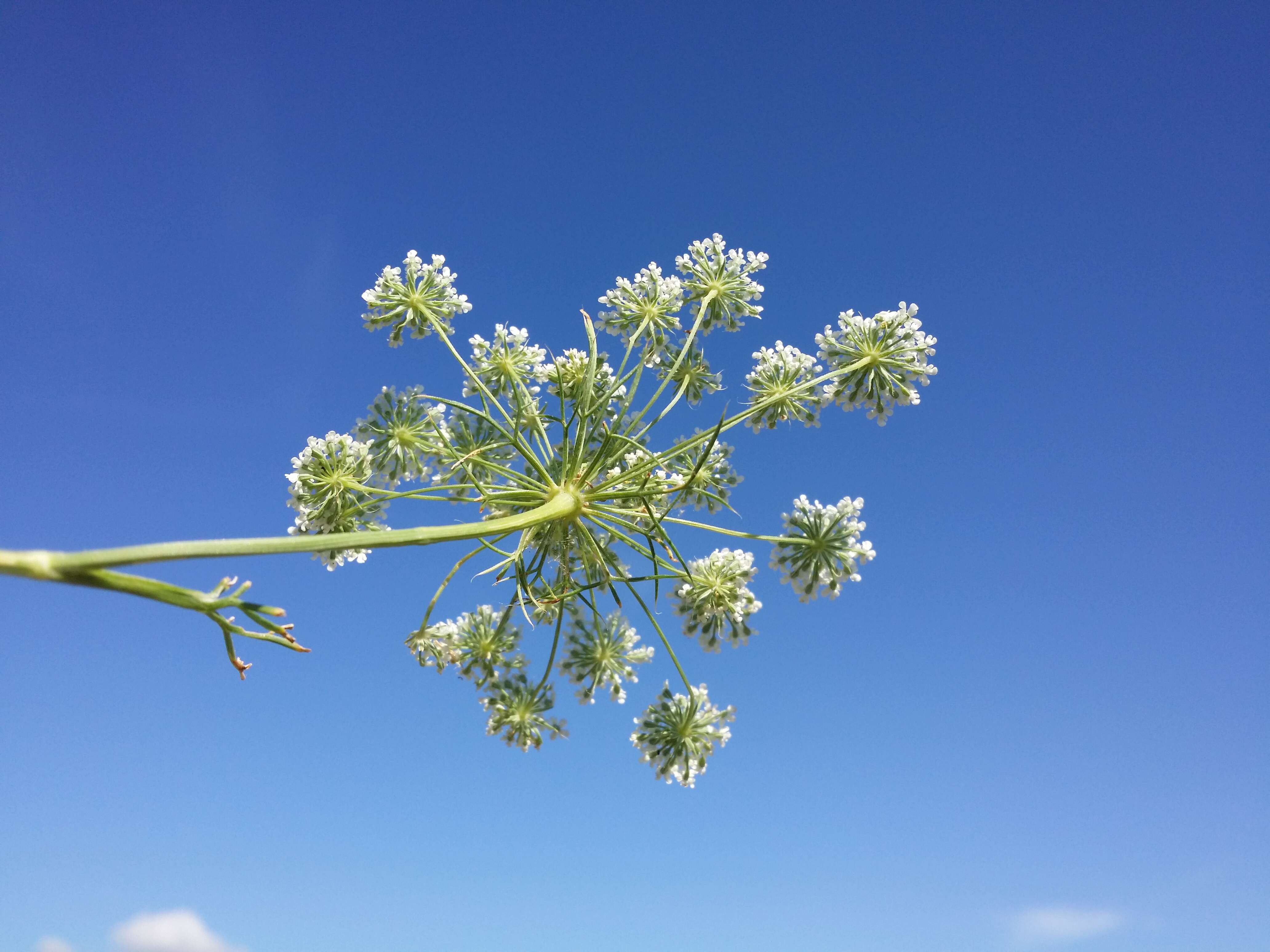 Imagem de Ammi majus L.