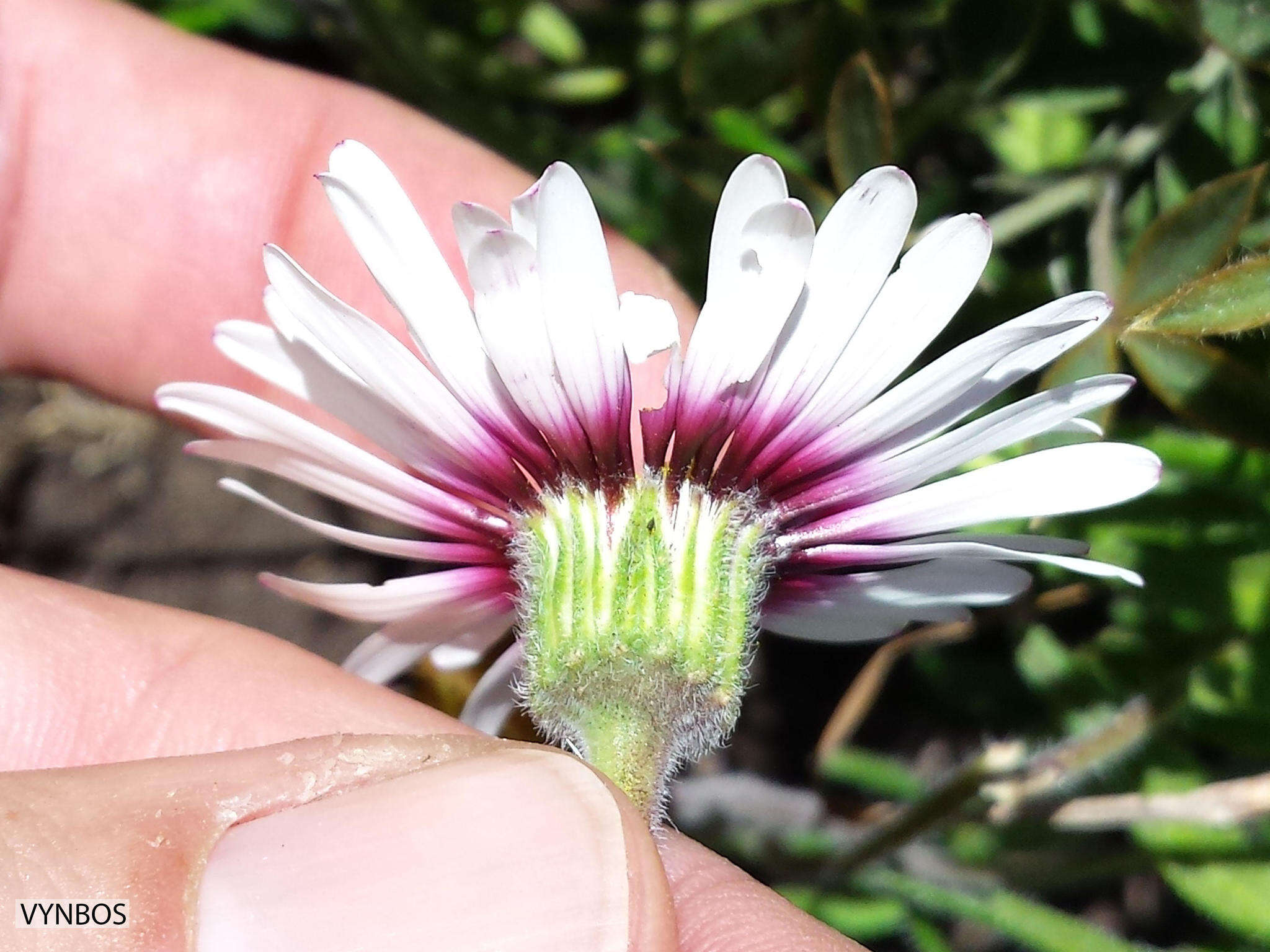 Image de Felicia elongata (Thunb.) O. Hoffm. ex A. Zahlbr.