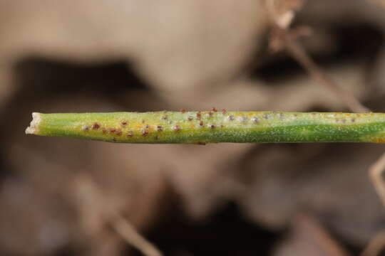 Image de Puccinia liliacearum Duby 1830