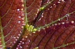 Image of Tapiscia sinensis Oliver