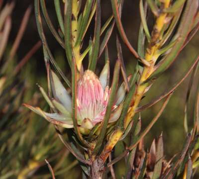 Image of Ground-rose