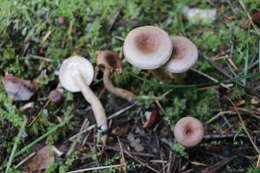 Image of Grey milkcap