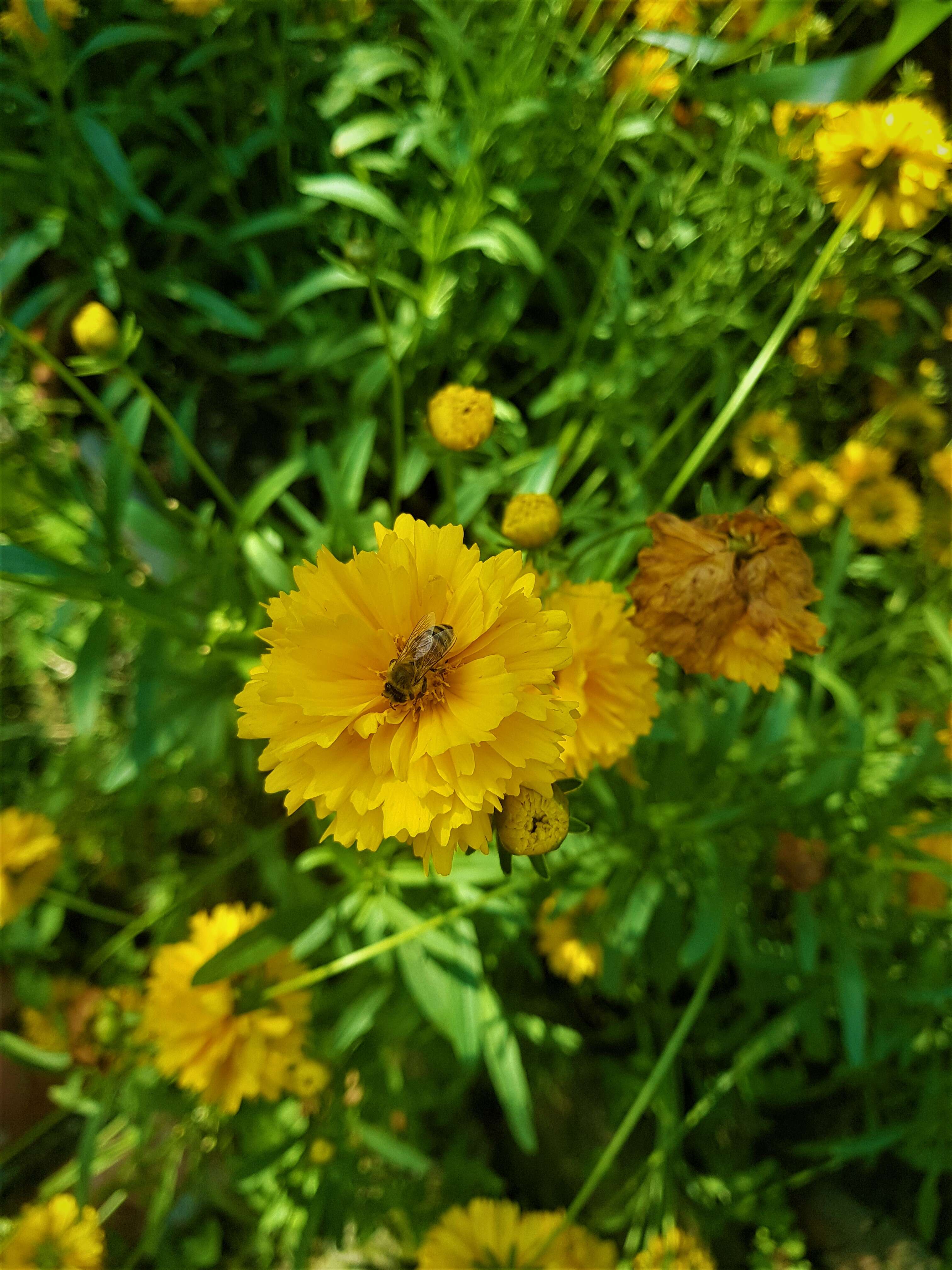 Image of largeflower tickseed