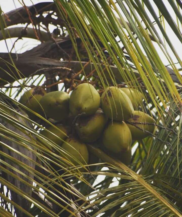 Image of coconut palm