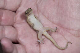 Image of Hokou Gecko