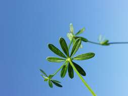 Image of White bedstraw