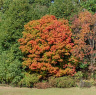 Image of sugar maple