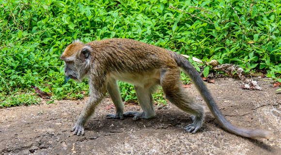 Image of Long-tailed Macaque