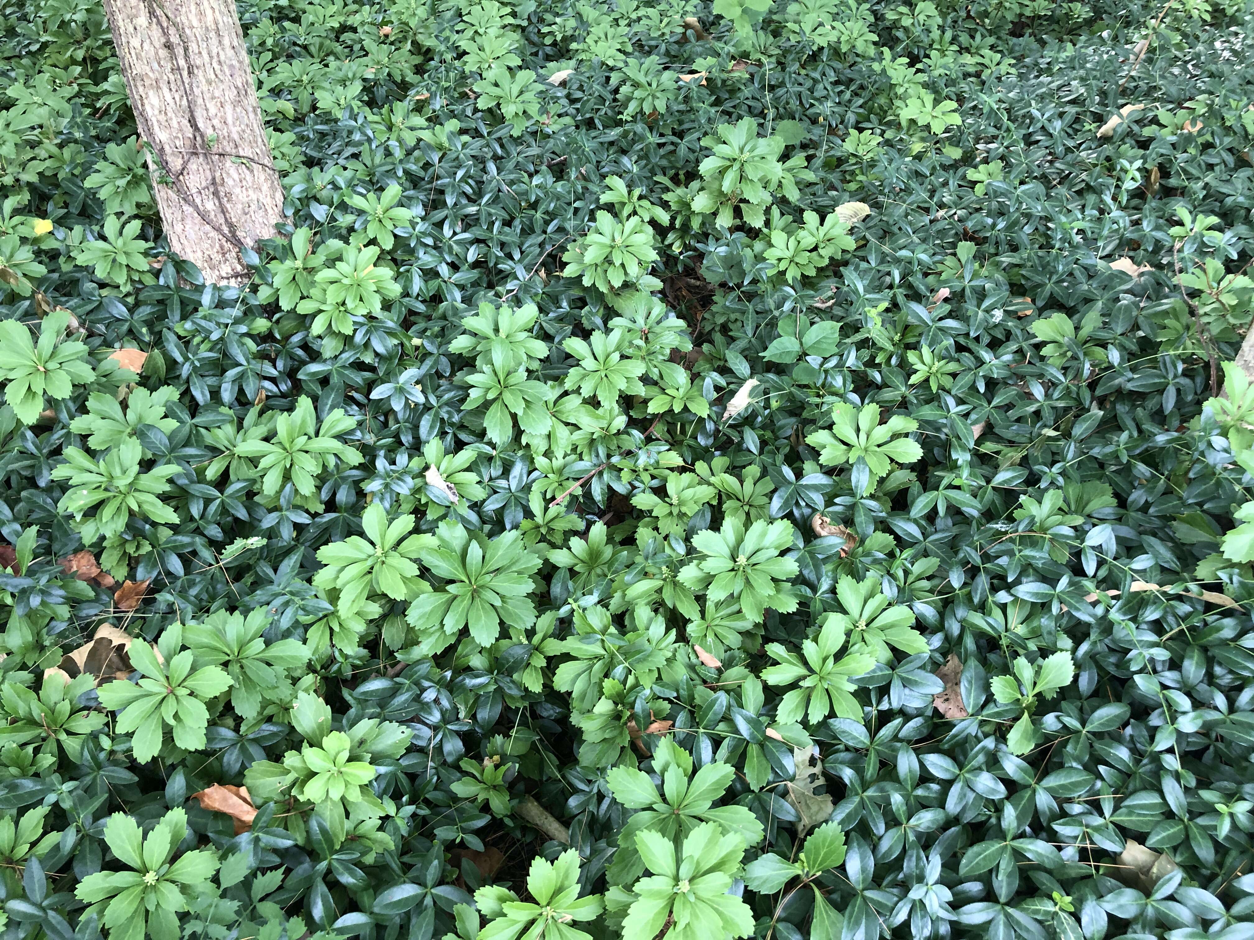 Image of Japanese pachysandra