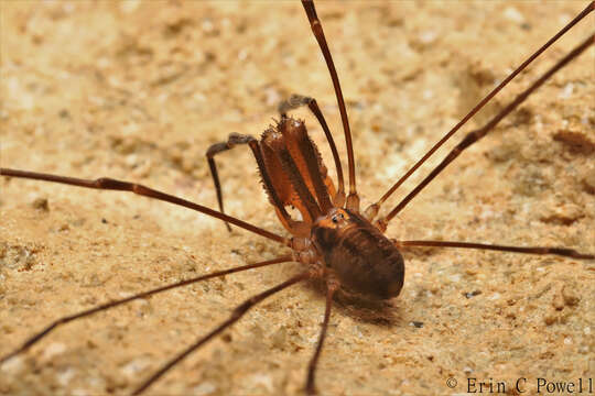 Image of Forsteropsalis photophaga