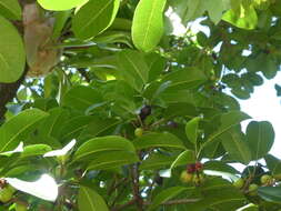 Image de Ficus superba var. henneana (Miq.) Corner