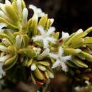 Image of Leucopogon flavescens Sond.