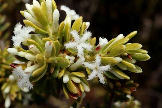 Слика од Leucopogon flavescens Sond.