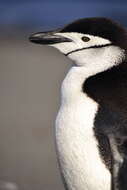 Image of Chinstrap Penguin