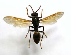 Image of Wasp