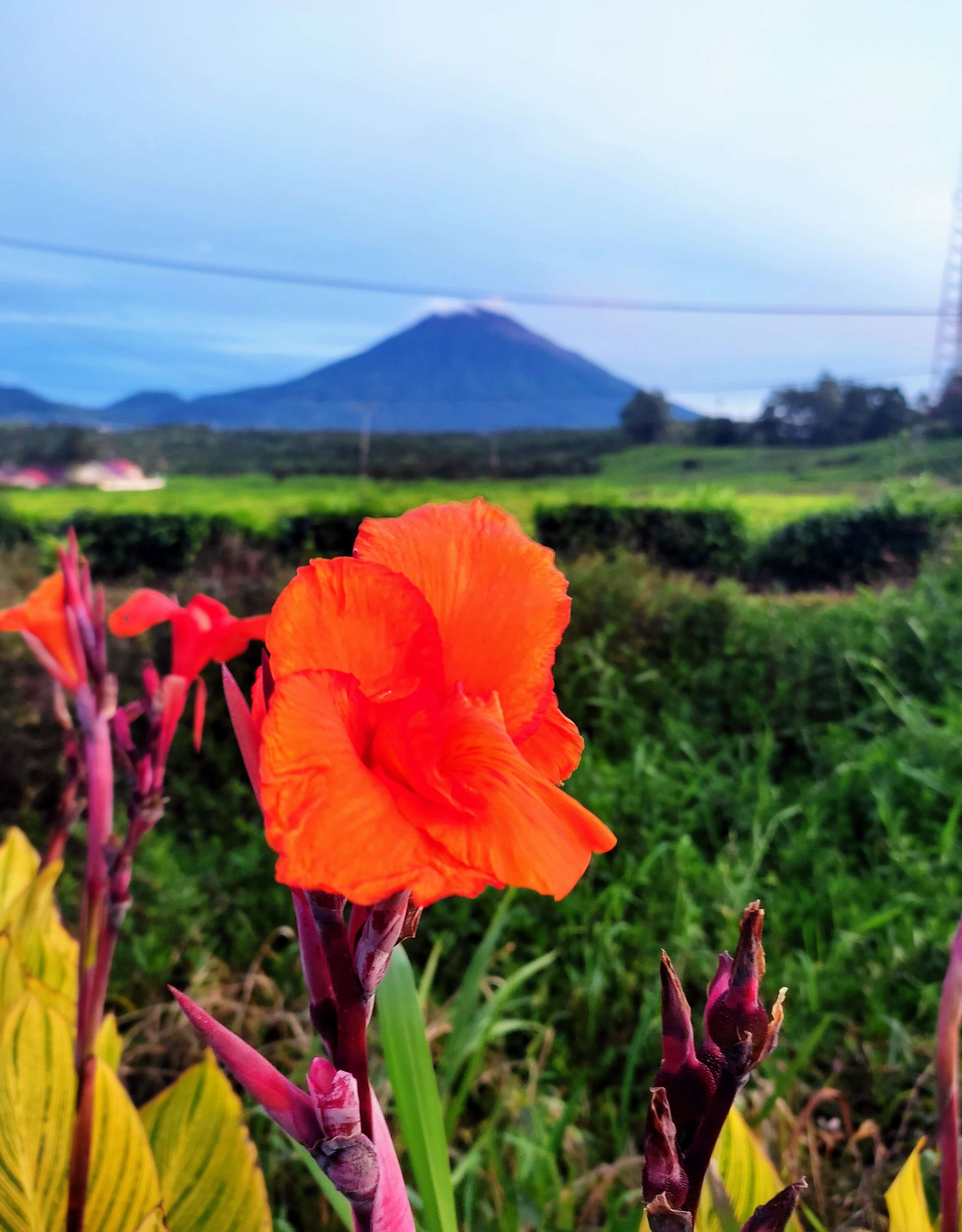 Image of canna lilies